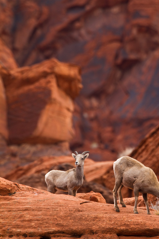 Bighorn On Slickrock